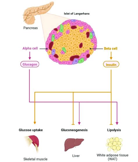 Uptake and metabolism of β.